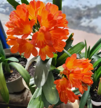 Продам Кливию, фотография 1