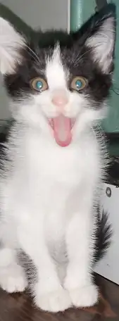 Отдам мальчика в самые надёжные руки, фотография 3