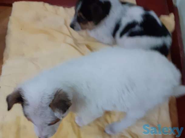 Отдам щенков даром в хорошие руки, фотография 3