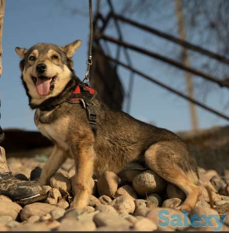 Отдам собаку, фотография 6