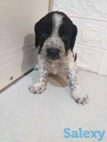 Готовятся к продаже щенки Русского спаниеля, фотография 7