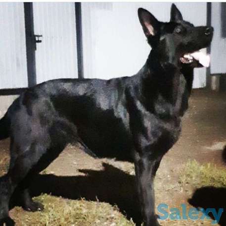 Срочна продам щенков ВЕО, фотография 2