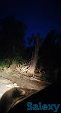 Спил деревьев по городу Алматы и Алматинской области, фотография 5