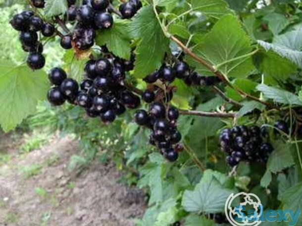 Смородина Селеченская черная, фотография 1