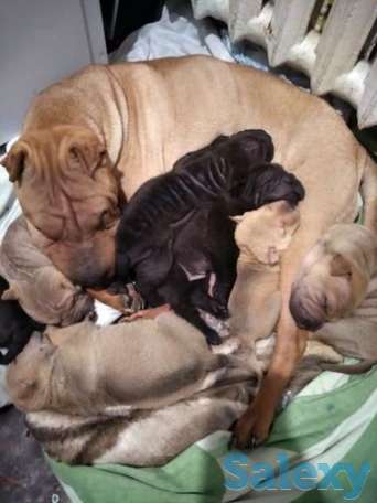 Чистокровные шарпеи готовятся к продаже, фотография 1