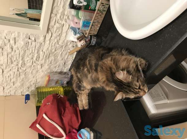 Продам котят МЕЙН-КУН 3 мес (на 2-фотке Мама ) Цена-50000 тгАзамат, фотография 3