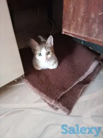 Ищем заботливых и любящих хозяев для Леопольда, фотография 5