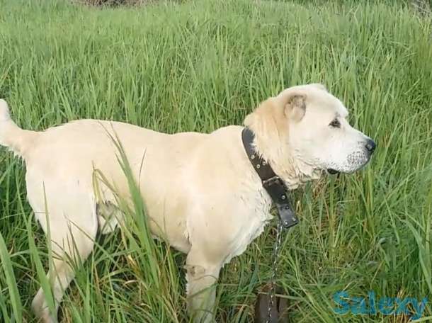 Потерялся пёс, фотография 1