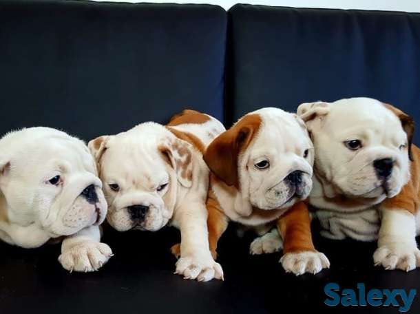 Мальчик рыженький и беленький, фотография 4