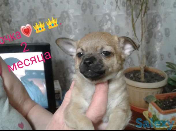 Чихуахуа, фотография 1