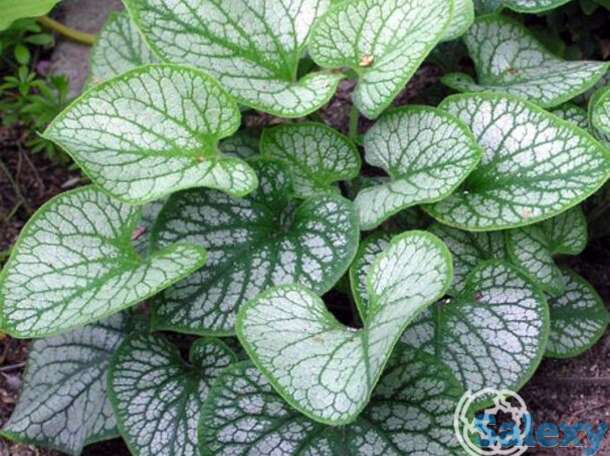 Бруннера джек фрост, фотография 1