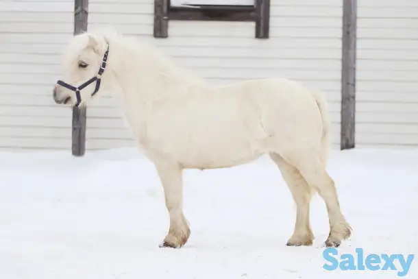 Продажа пони. Пони-ферма., фотография 1