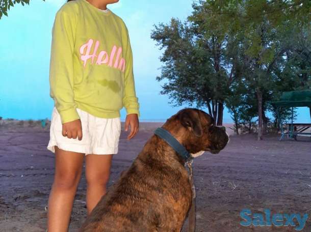 Продаются чистокровные щенки немецкого боксера, фотография 2