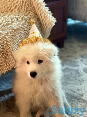 Самоед, фотография 1