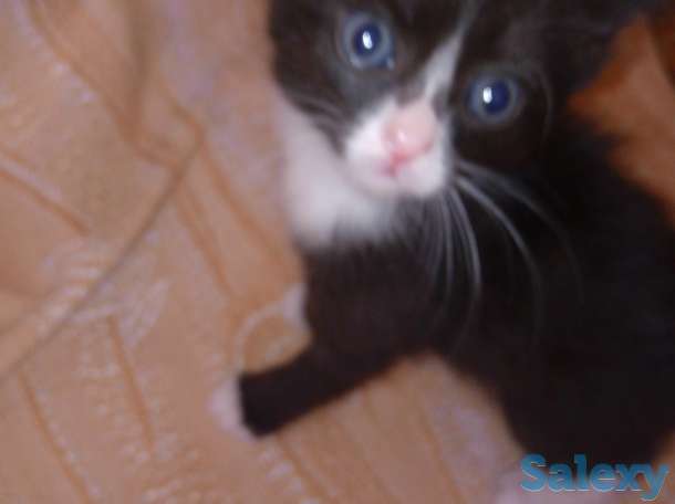 отдам котят, фотография 1