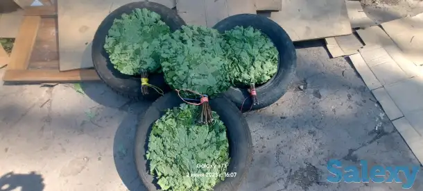 Продам дубовые веники, фотография 3