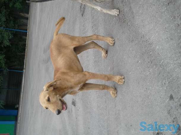 Отдам щенков, фотография 5