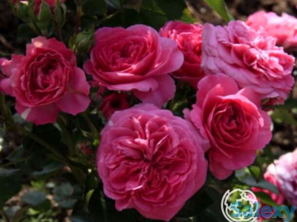 Роза Клив флорибунда, фотография 1