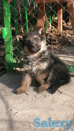 продаются щенки, фотография 3