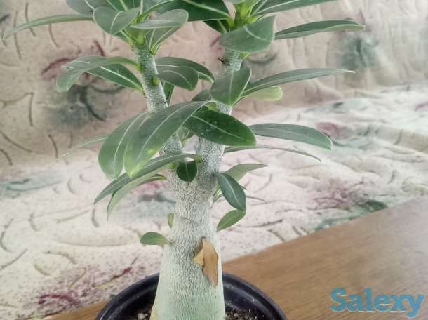 Адениум, фотография 6