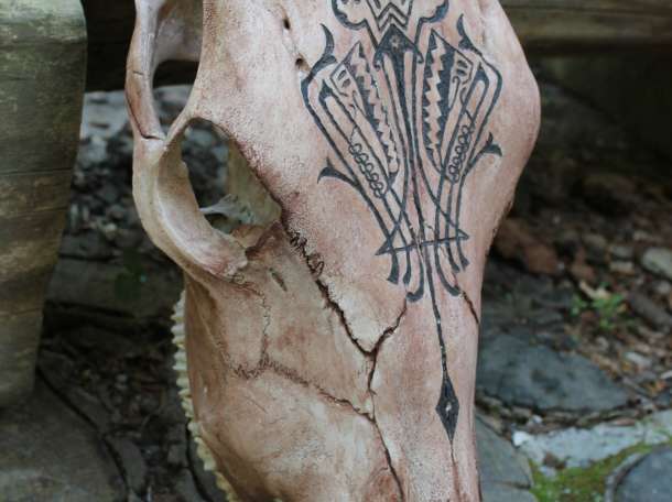 ЧЕРЕП БЫКА , фотография 1