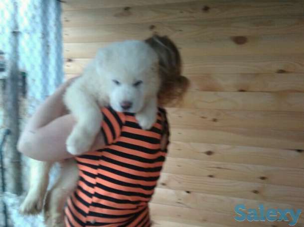 Продаются щенки САО от Ак Сункара - отец и Helisia De Wait Bonia - мать щенков., фотография 5