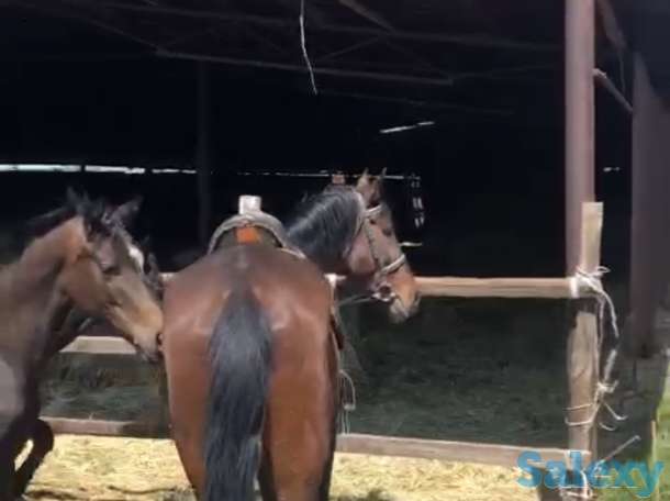 Ипподром КОКБАСТАУ, фотография 5