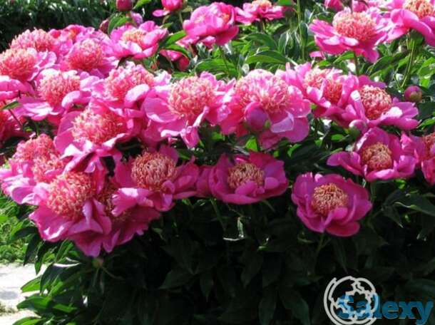 Пион неон, фотография 1