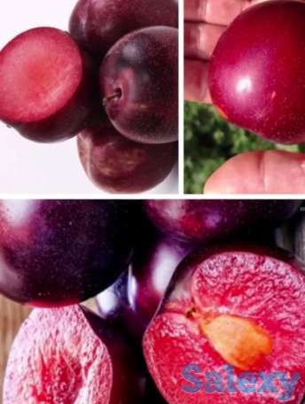 Саженец Шарафуга 