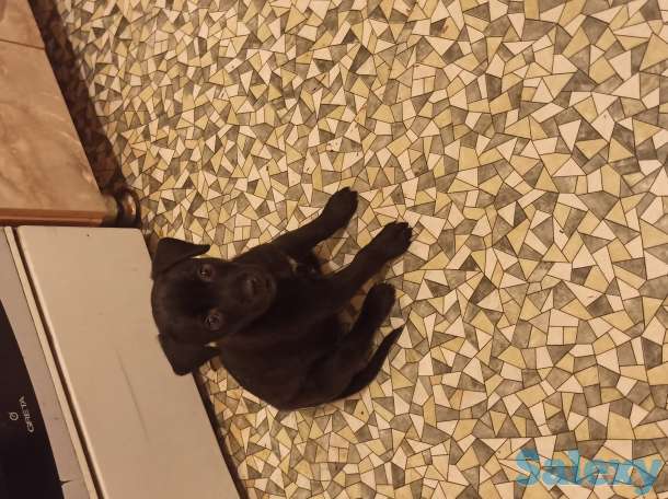 Щенок питбуля, фотография 2