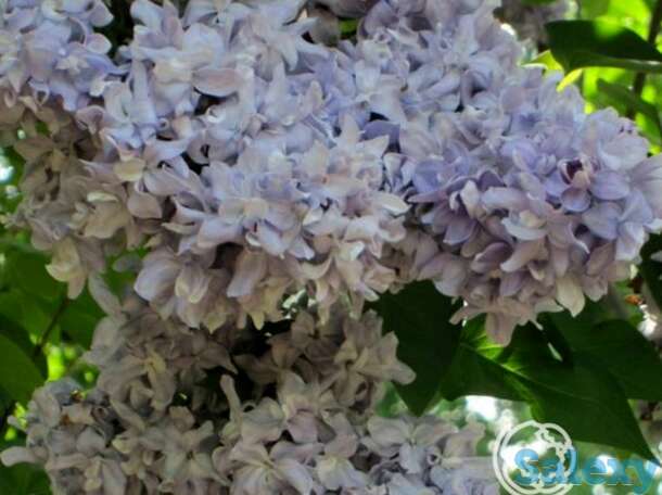 Сирень небо москвы  махровая, фотография 1