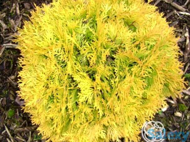 Туя шаровидная амбер глоу, фотография 1