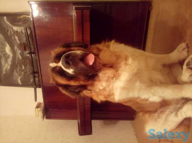 Щенки сенбернара, фотография 1