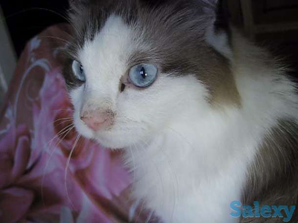 У меня Хозяин умер, фотография 8