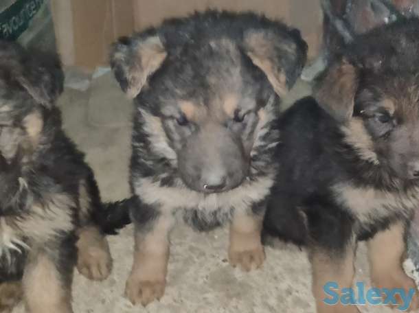 Щенки немецкой овчарки, фотография 2