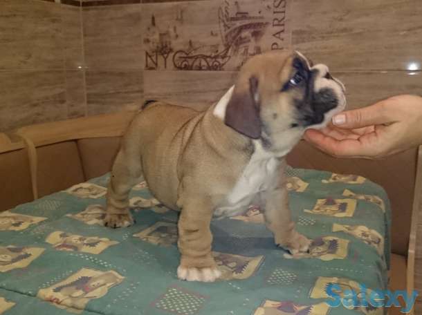 Щенки английского бульдога, фотография 4