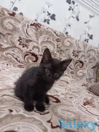 Отдам котят в хорошие руки, фотография 2