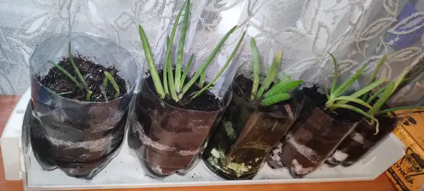 Отростки алоэ вера, фотография 2