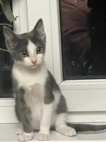 Отдадим котенка мальчика в добрые руки, фотография 1