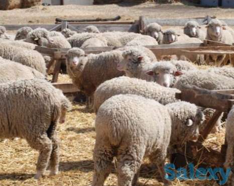 Реализация овец мясо-шерстного, мясо-шерстно-молочного направлений., фотография 2