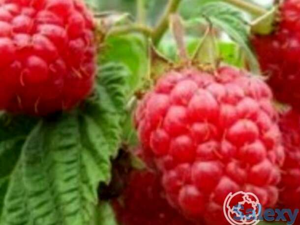 Малина Скромница красная, фотография 1