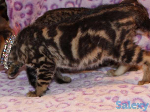 Бенгал для потомства, фотография 4