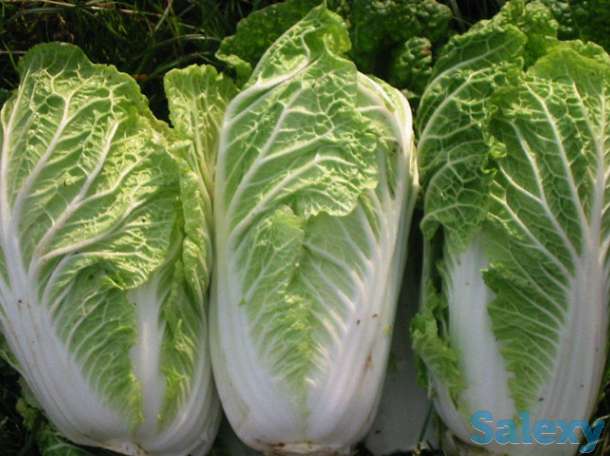 бицай, фотография 1