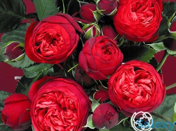 Роза пиано чайно-гибридная, топалович, фотография 1