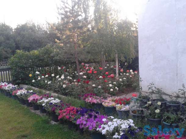 продам дом, Акмолинская обл., Целиноградский район, с Жангизкудук, ул.Юбилейная 10, фотография 1