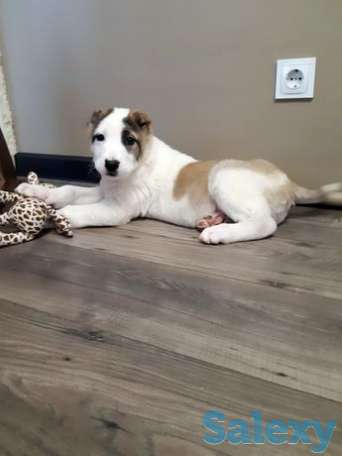 Готова к переезду в новый дом, фотография 1