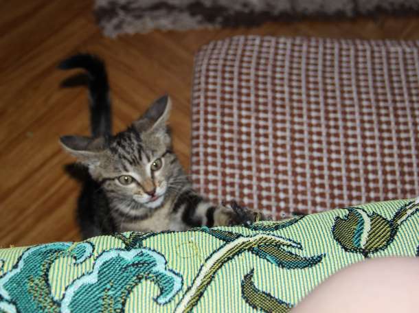 отдам в хорошие руки, фотография 1