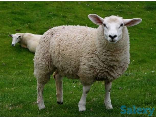 Продам шерсть овечью., фотография 1