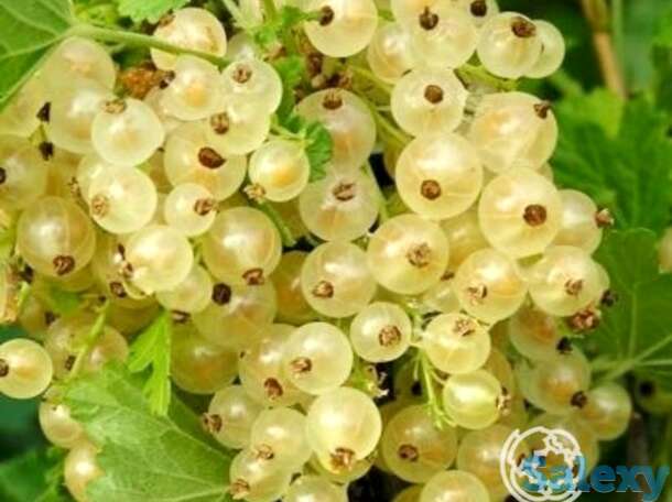 Смородина Версальская белая, фотография 1