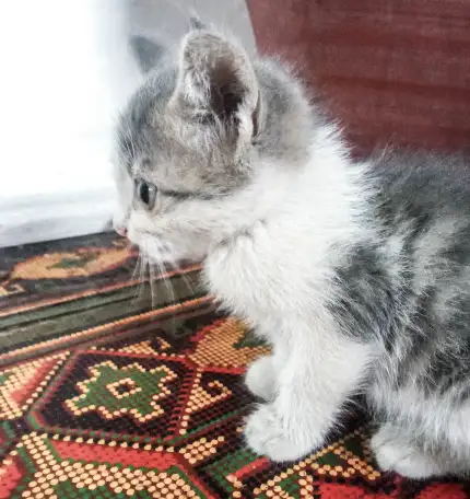 Дерзкий крысолов ищет свой дом!, фотография 3